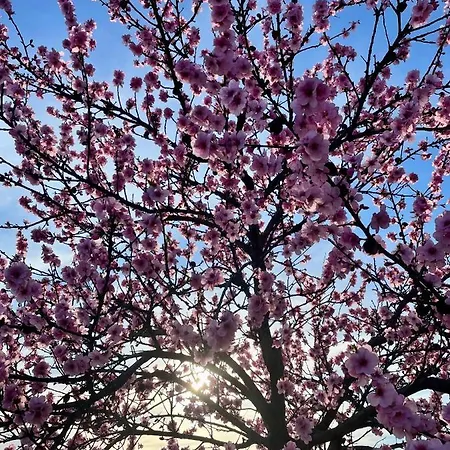 Vinotel Weinstrasse 4* Herxheim am Berg