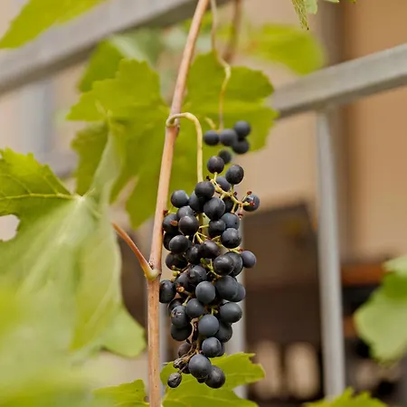 Vinotel Weinstrasse * Herxheim am Berg