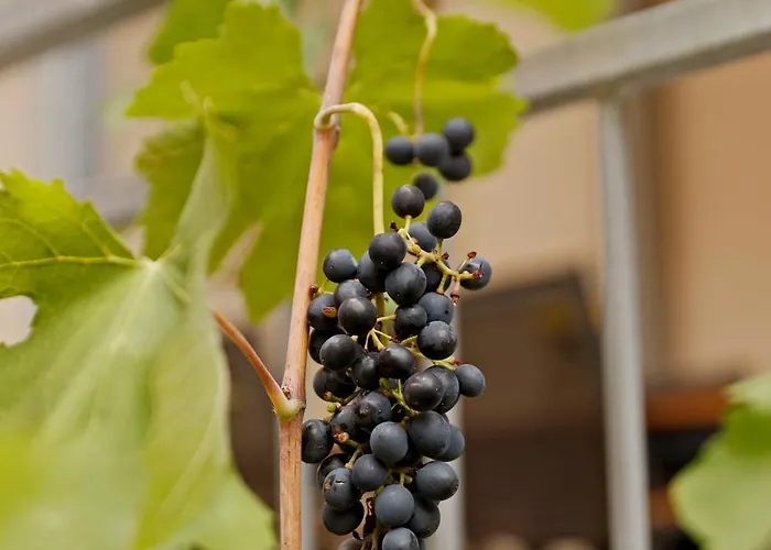 Vinotel Weinstrasse 4* Herxheim am Berg